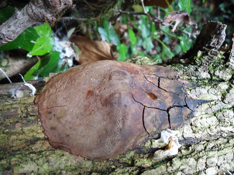 Bitorzolo legnoso
